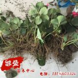 爱娘草莓苗去昂网比价 爱娘草莓苗市场管理报价