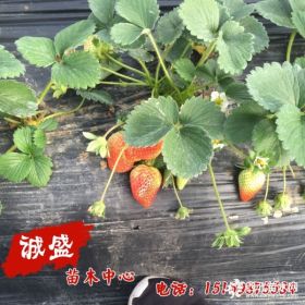 京桃香草莓苗2018怎么样 京桃香草莓苗价格