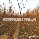 蜂糖李子苗价格 基地直供质优价廉蜂糖李子苗