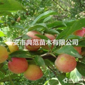 秋紅李子苗 秋紅李子苗價(jià)格