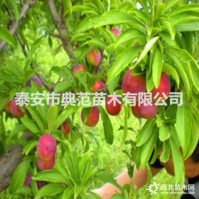 脆紅李子苗價(jià)格 脆紅李子苗產(chǎn)地發(fā)售 現(xiàn)挖現(xiàn)賣(mài)