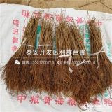 蘭丁2號(hào)櫻桃苗、蘭丁2號(hào)櫻桃樹苗、蘭丁2號(hào)砧木櫻桃樹苗價(jià)格