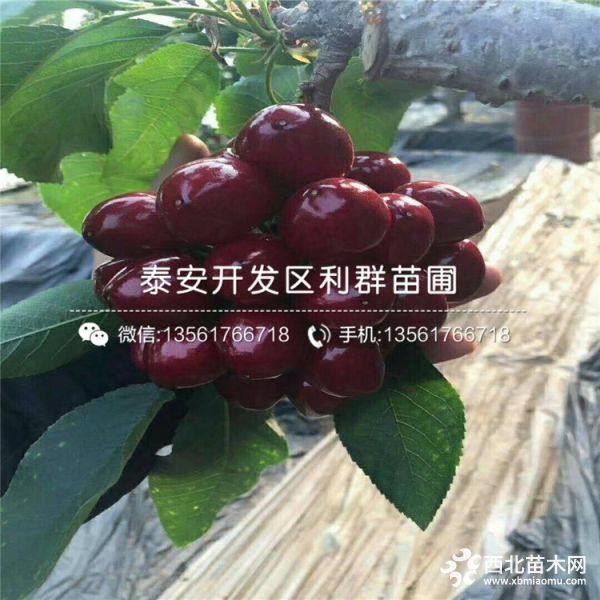 黑珍珠櫻桃樹苗