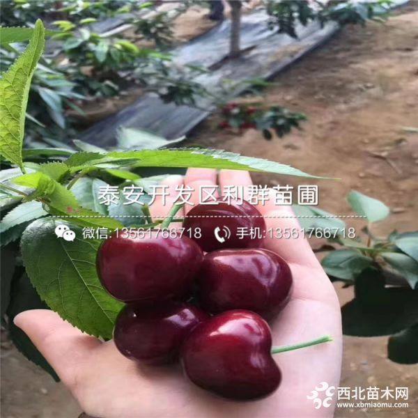 黑珍珠櫻桃樹苗