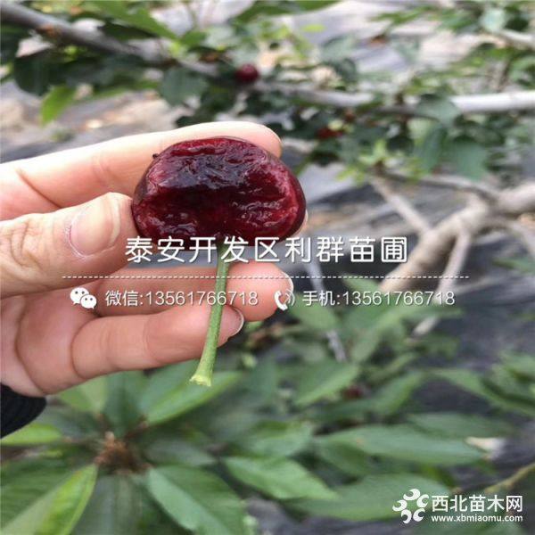 黑珍珠樱桃树苗