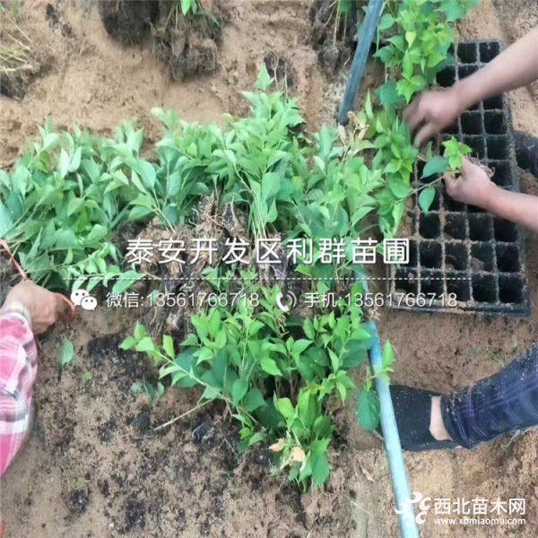 含香樱桃树苗