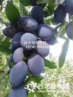 西梅李子苗价格