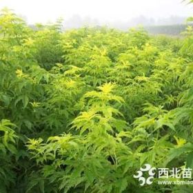 工程綠化苗木接骨木