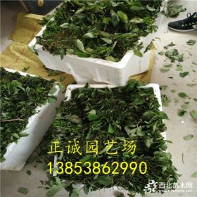 脱毒二代草莓苗哪里有卖=脱毒草莓苗报价 哪里出售