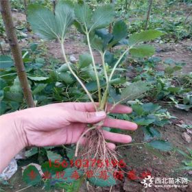 草莓苗基地、抗病毒草莓苗价格、章姬草莓苗哪里卖