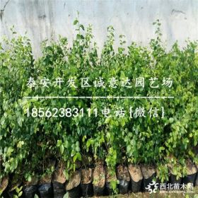 2到5年奥罗拉蓝莓苗报价 奥罗拉蓝莓苗介绍