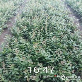 3-5年生天后蓝莓苗品种齐全 天后蓝莓苗哪里便宜