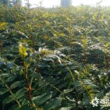 出售花椒成苗 大红袍花椒 规格齐全 品种纯正