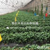 草莓苗、新品種草莓苗、草莓苗多少錢一棵