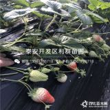 草莓苗、草莓苗多少錢、草莓苗多少錢一棵