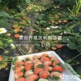 草莓苗、新品種草莓苗、2018年草莓苗價(jià)格