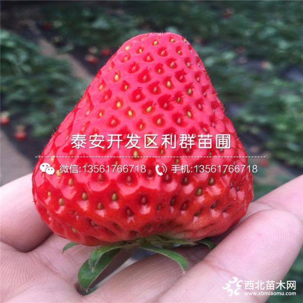 草莓苗批发价格