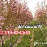 15公分高桿櫻花、12公分高桿櫻花價(jià)格