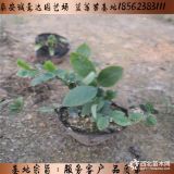 說明：農丹4號藍莓苗具體報價 純正農丹藍莓苗