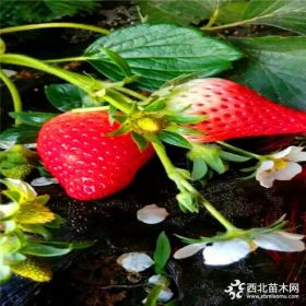 紅顏草莓苗種植技術(shù) 紅顏草莓苗價(jià)格圖片