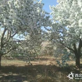 八棱海棠 京紅海棠  果海棠