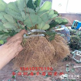 买草莓苗哪里有 草莓苗哪里批发 新品种草莓苗哪里多