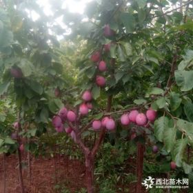 两年生加州西梅李子树苗基地 西梅新品种女神蓝蜜报价