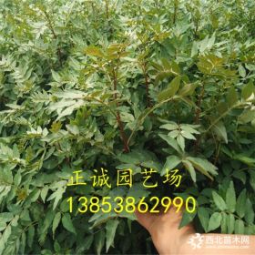 花椒苗大概什么價(jià)格 花椒苗芽苗 哪里有花椒苗