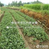 草莓苗批发、草莓苗价格、草莓苗基地