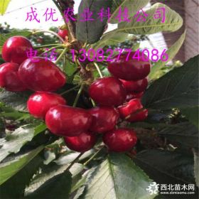 吉塞拉6号樱桃苗,樱桃苗小苗价格,150万樱桃小苗出售