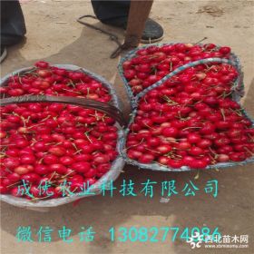 樱桃砧木哪里有 多少钱樱桃砧木 穴盘樱桃苗批发基地