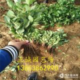 哪里有吉塞拉砧木苗=吉塞拉6號(hào)、7號(hào)、12號(hào)砧木苗