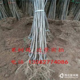 吉塞拉6号樱桃苗,带杯樱桃苗,150万樱桃小苗出售