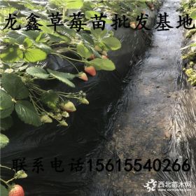 章姬草莓苗哪里有卖的我想买章姬草莓苗