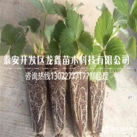 奶油草莓苗哪里有卖的 奶油草莓苗出售价格