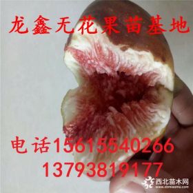 波姬红无花果树苗哪里有卖的