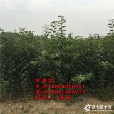 新品种苹果树苗 新品种红肉苹果树苗 红肉苹果树苗价格