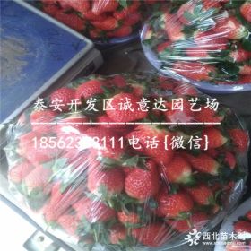 脫毒紅顏草莓苗18年新報價{內(nèi)贈送草莓苗管理資料料}