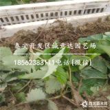 云南法兰地草莓苗附近哪里有 便宜法兰地草莓苗100万棵