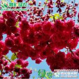 红花樱花新品种 重新红花樱花 中国红樱花工程树