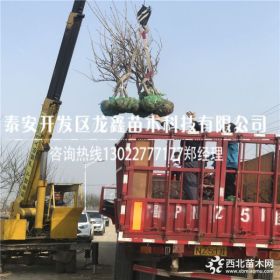 俄罗斯8号樱桃树苗哪里有卖的 俄罗斯八号樱桃树苗出售