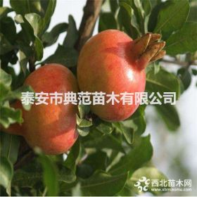 突尼斯軟籽石榴苗 突尼斯軟籽石榴苗價(jià)格 品種介紹