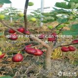 无花果树苗多少钱一棵、无花果树苗哪里有