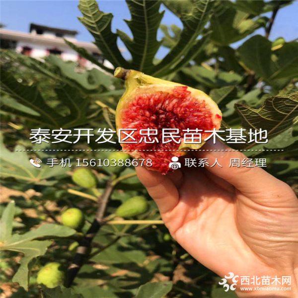 无花果树苗