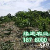 蜂糖李子樹苗，四川蜂糖李子樹苗基地