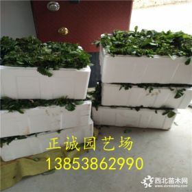 2018年草莓苗多少钱一棵 哪里有草莓苗出售 章姬