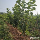 常年供应各种樱桃苗规格品种齐全山东泰安苗木基地