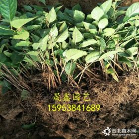 哪里有吉塞拉12號櫻桃苗 吉塞拉多少錢一棵 出售吉塞拉小苗