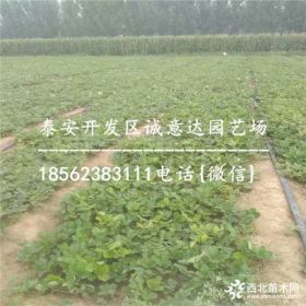 白雪公主草莓苗便宜的哪里有 30-100万草莓急售