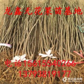 波姬红无花果树苗哪里有、波姬红无花果树苗出售